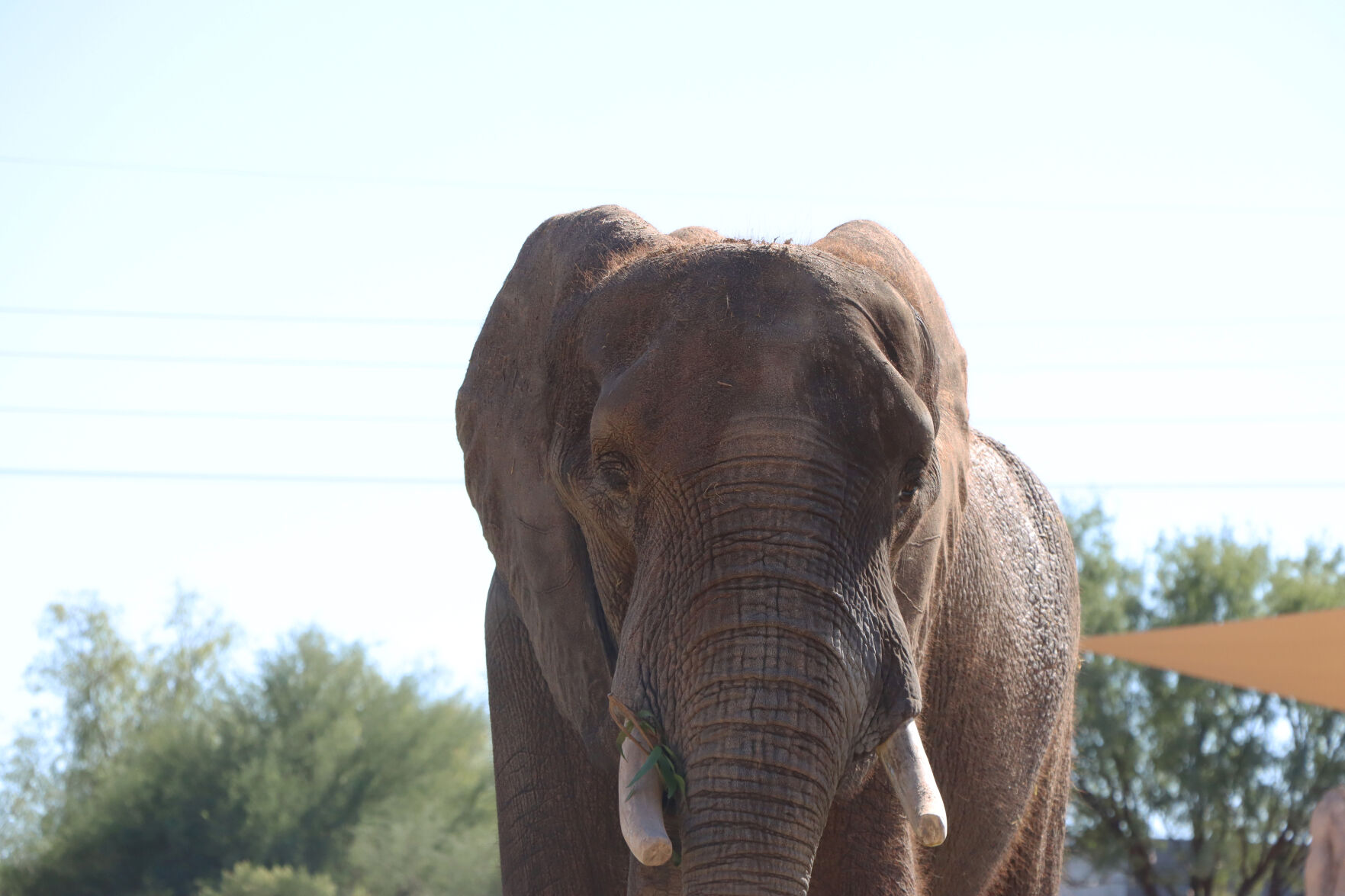 Tsavo